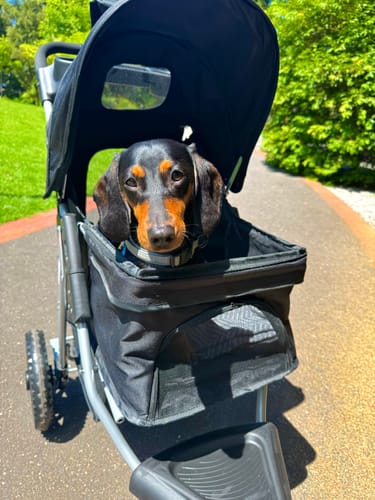 Customer photo review of PaWz Pet Dog Stroller Pram - Black