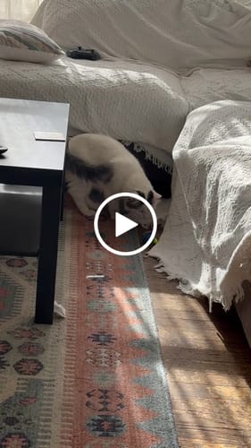 Melissa L. review of SPEEDY TAIL 2.0 image 1 out of 1