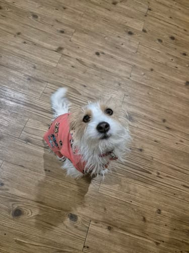 Customer photo review of Paradise Eden