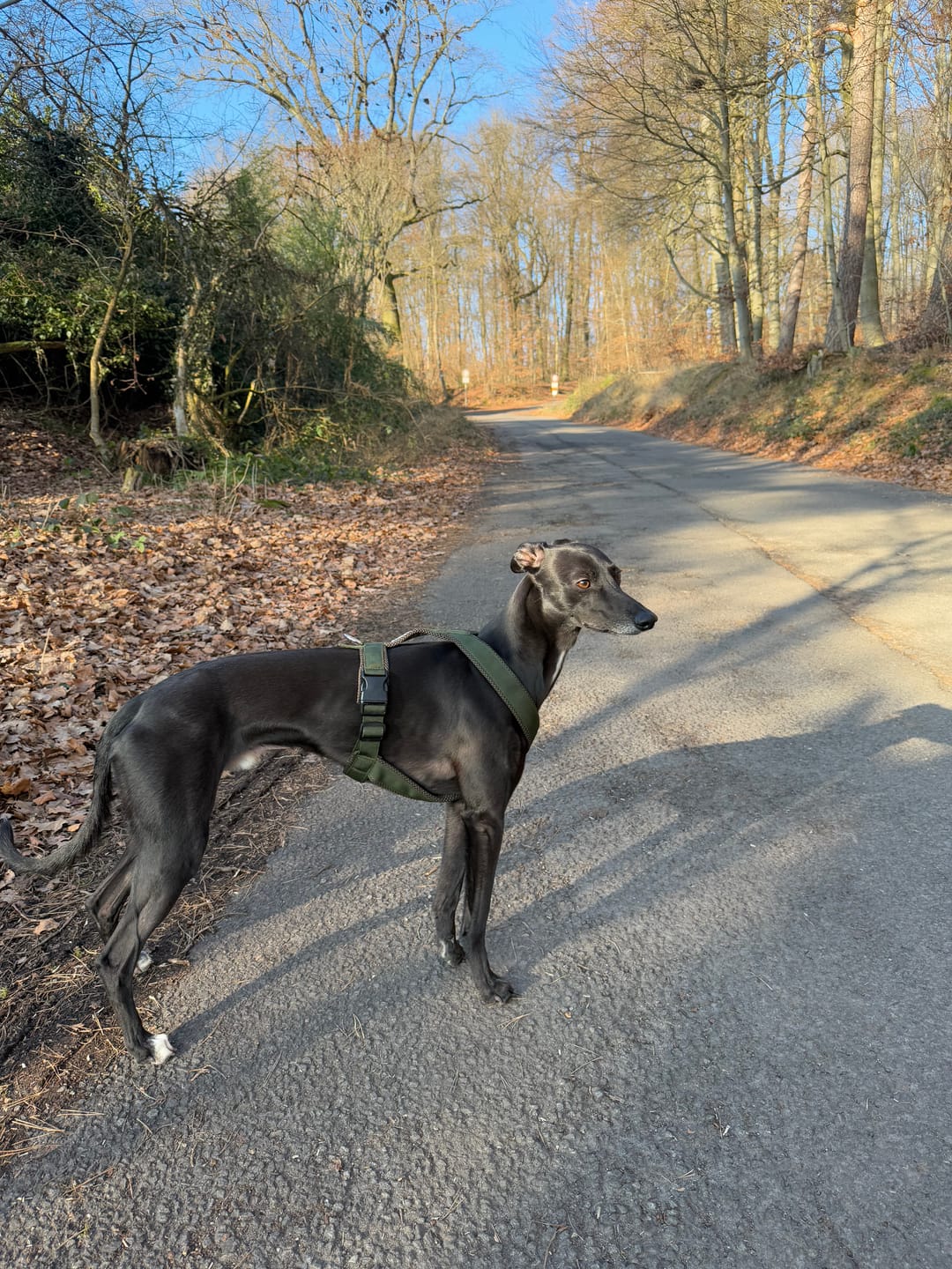 Customer photo review of Hundegeschirr FUN "Mountain Green"