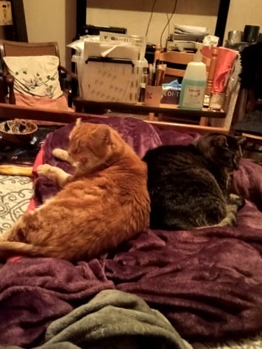 Customer photo review of Mousses riches en saumon & aux carottes (chaton)