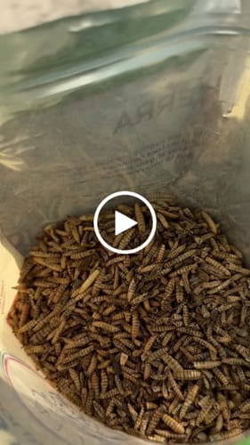 Customer video review of GrubTerra Dried Larvae Sample