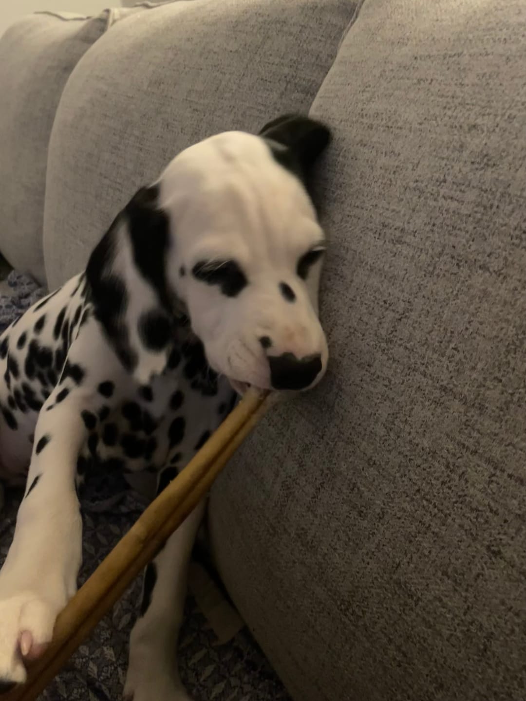Customer photo review of 12 Inch Standard Braided Bully Stick