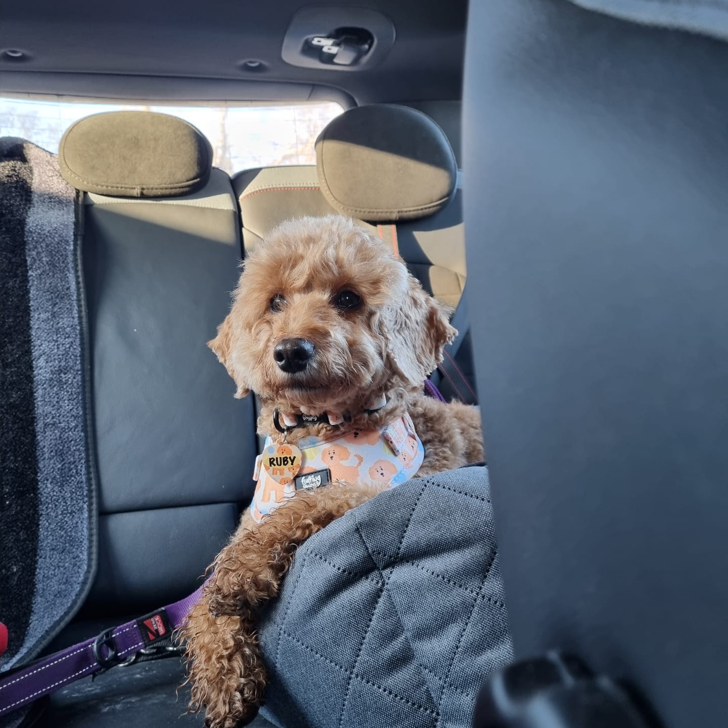 Customer photo review of Adjustable Dog Harness - Curly Club Collection