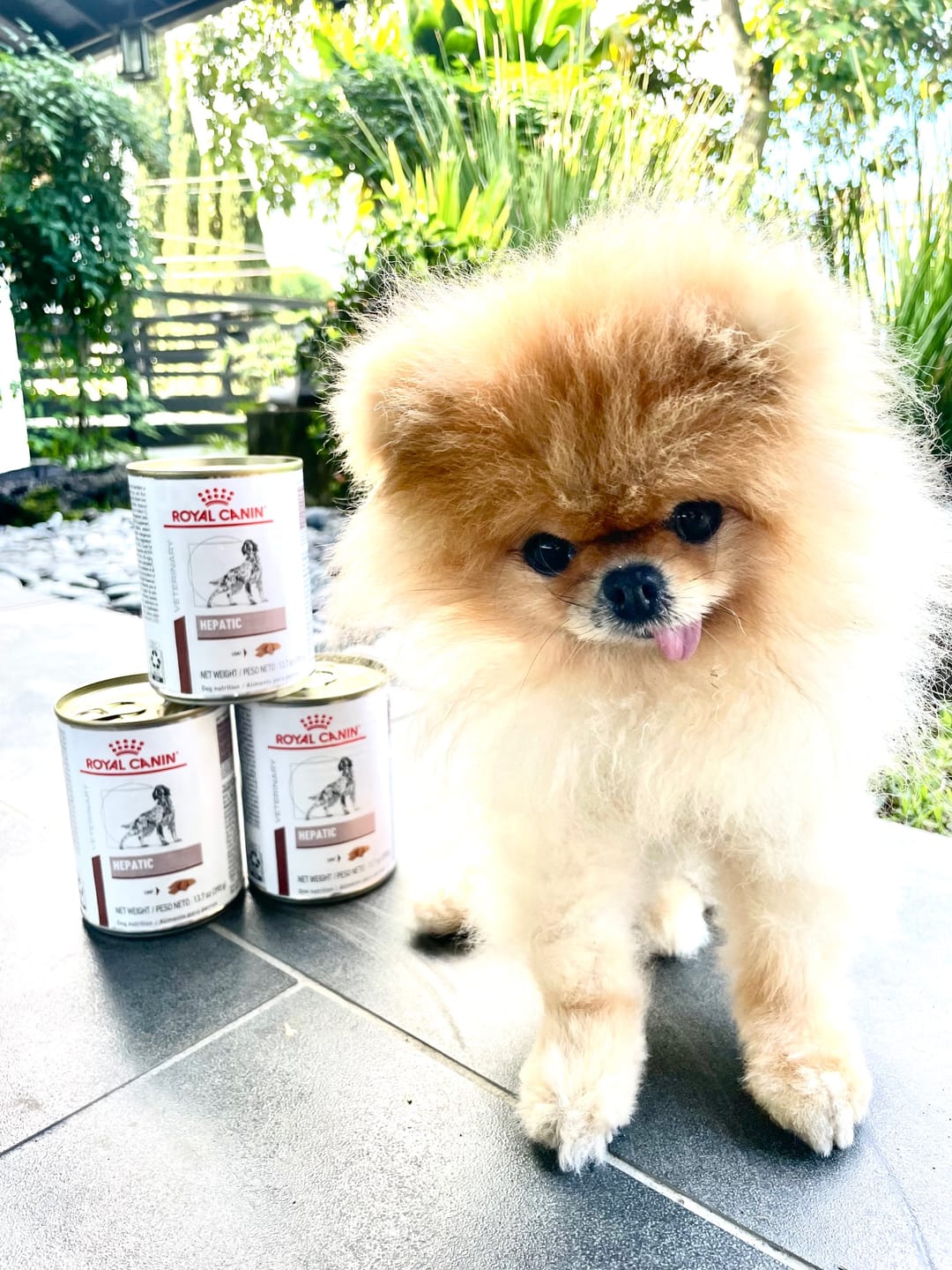 Customer photo review of Royal Canin Veterinary Diet - Hepatic Canned Dog Food