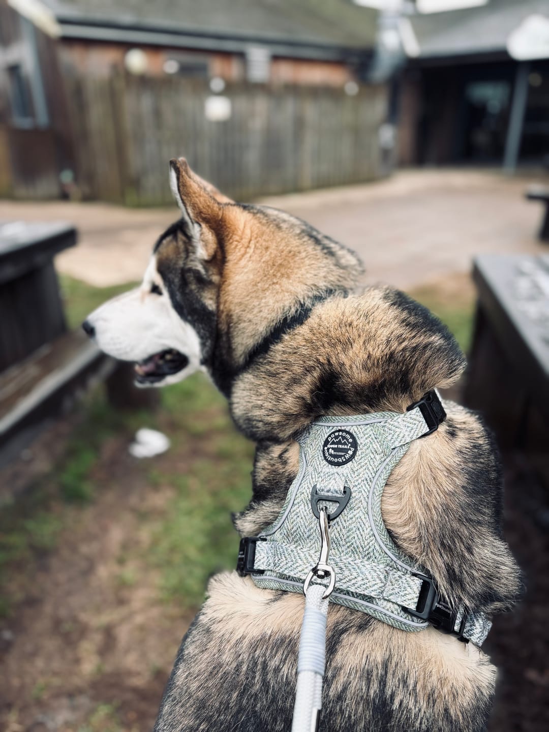 Customer photo review of Tough Trails™ Harness - Country Thyme