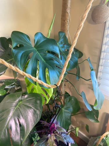 Customer photo review of Fungus Gnat Death Drops