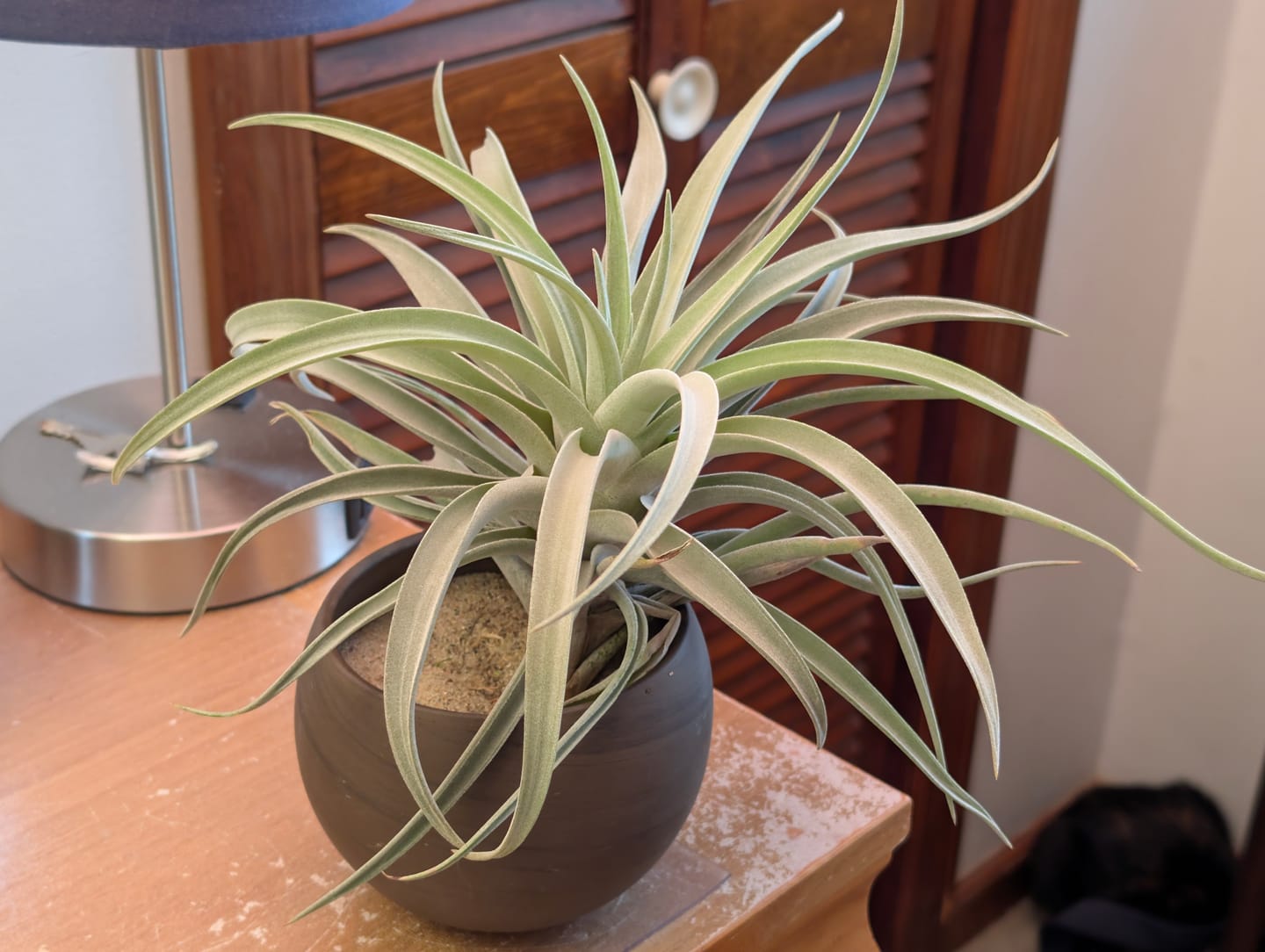 Customer photo review of Harrisii  (Easy Care Plant)  *Cannot Be Shipped Internationally*
