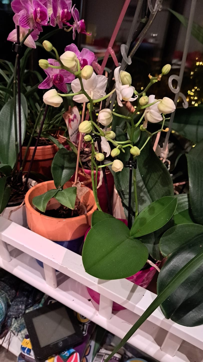 Customer photo review of Table Dance Weiß mit weißen Blüten und 2 Rispen