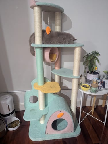 Customer photo review of Dreamy Macaroon Party Cat Tree with Scratching Post and Nest
