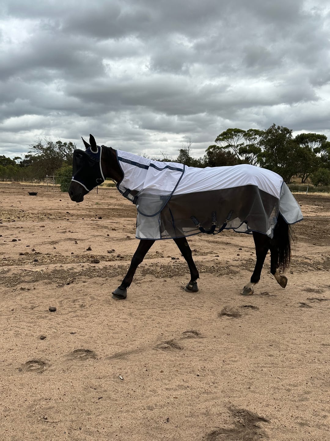 Customer photo review of LE Breeze Summer Sheet with Fieldsafe Front