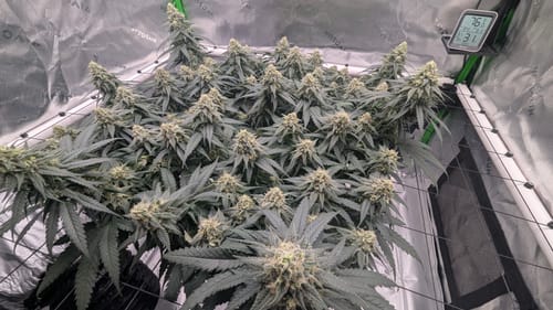 Customer photo review of Drops of Balance (Regular)
