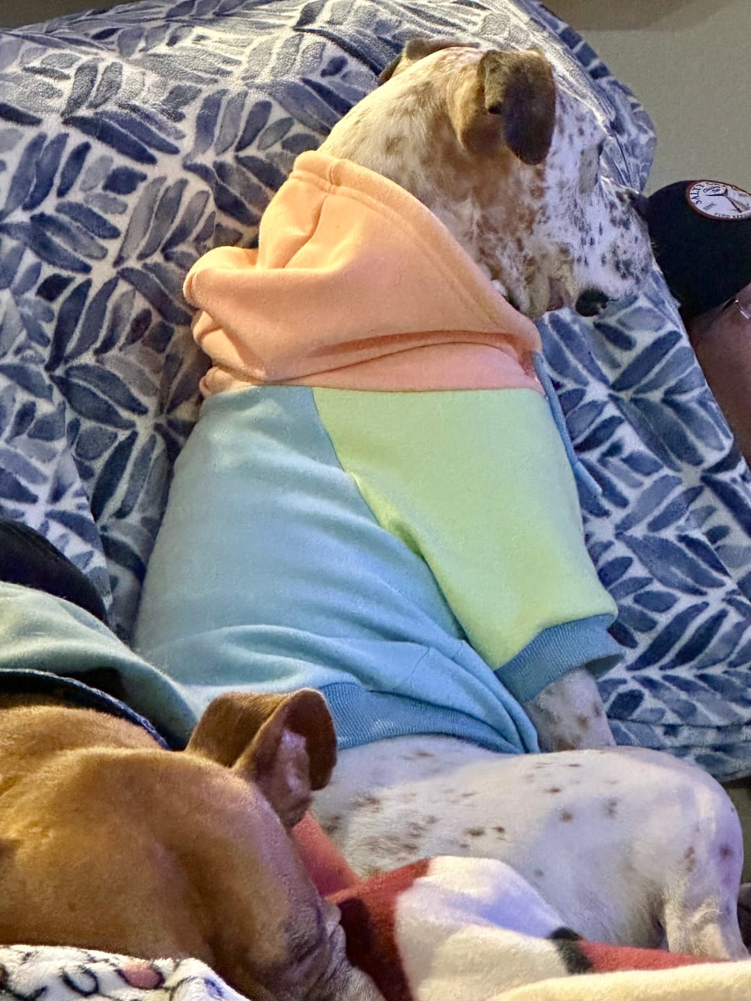 Customer photo review of Jelly Bean Dog Hoodie