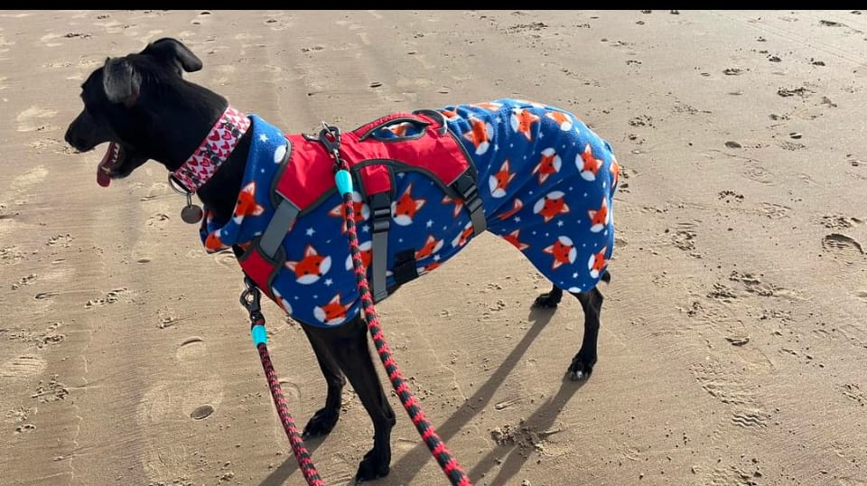 Customer photo review of Sleeping Foxes Anti Pill Polar Fleece Fabric