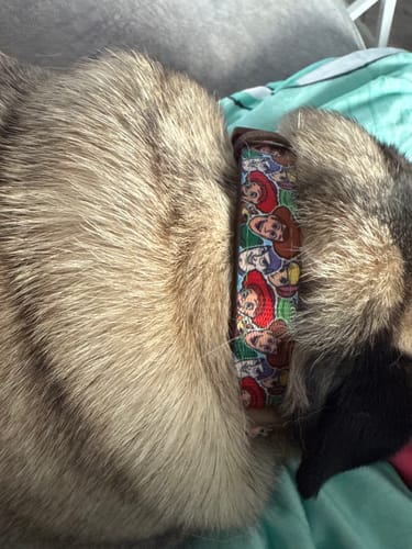 Customer photo review of Disney© Collar - Toy Story Friends