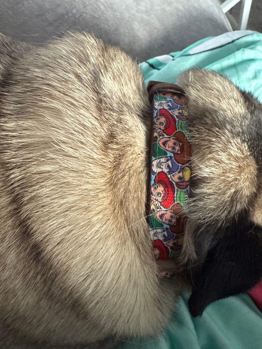 Customer photo review of Disney© Collar - Toy Story Friends
