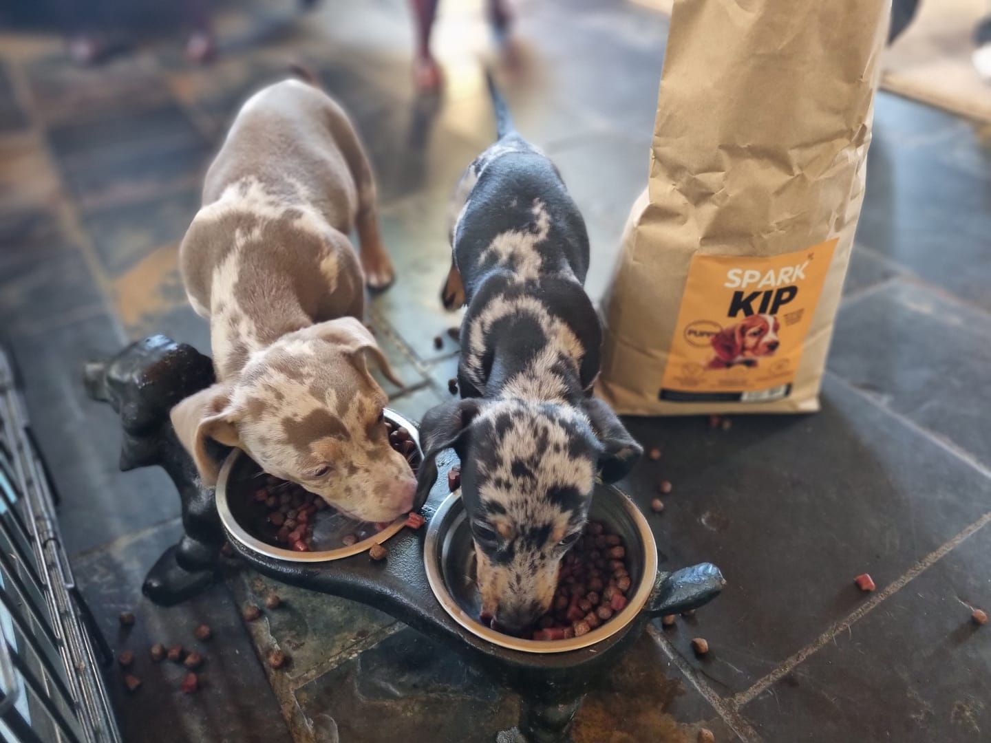Customer photo review of Puppy - Kip met Kalkoen, Zalm, Zoete Aardappel & Wortel