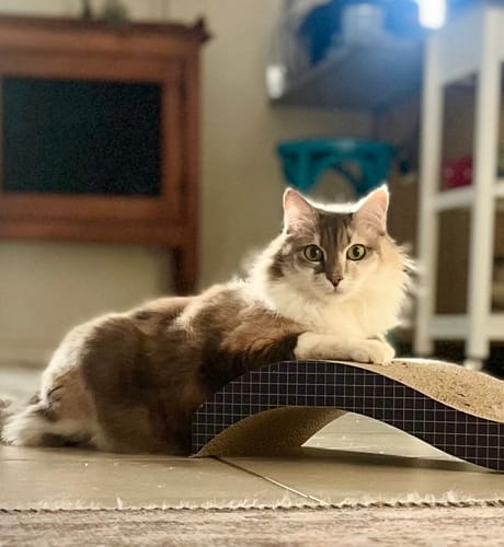 Customer photo review of 1 Month Supply – 1 Cat