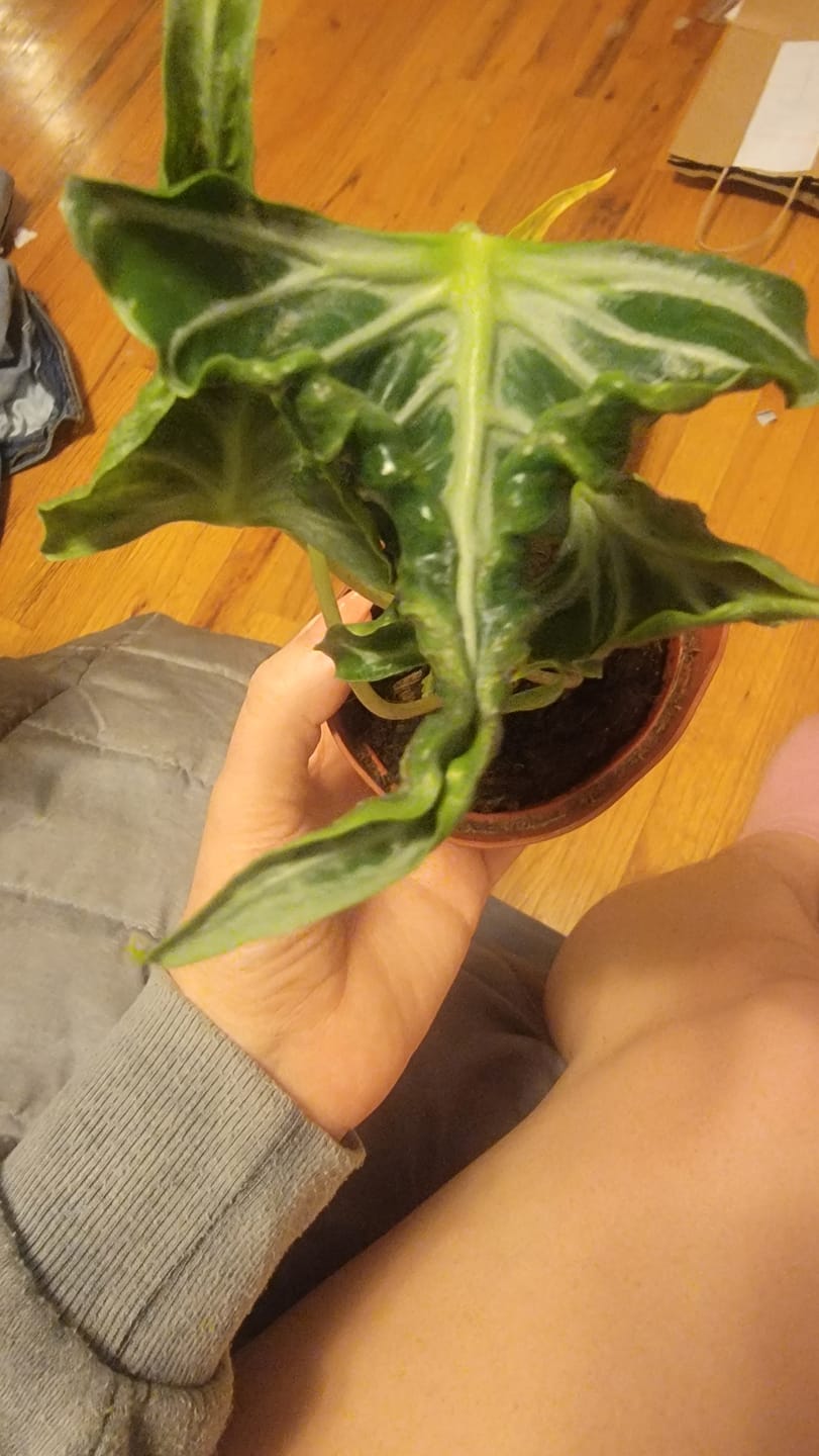 Customer photo review of Alocasia ‘Loco’