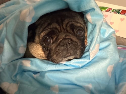 Customer photo review of Disney© Dog Blanket - Buzz Lightyear