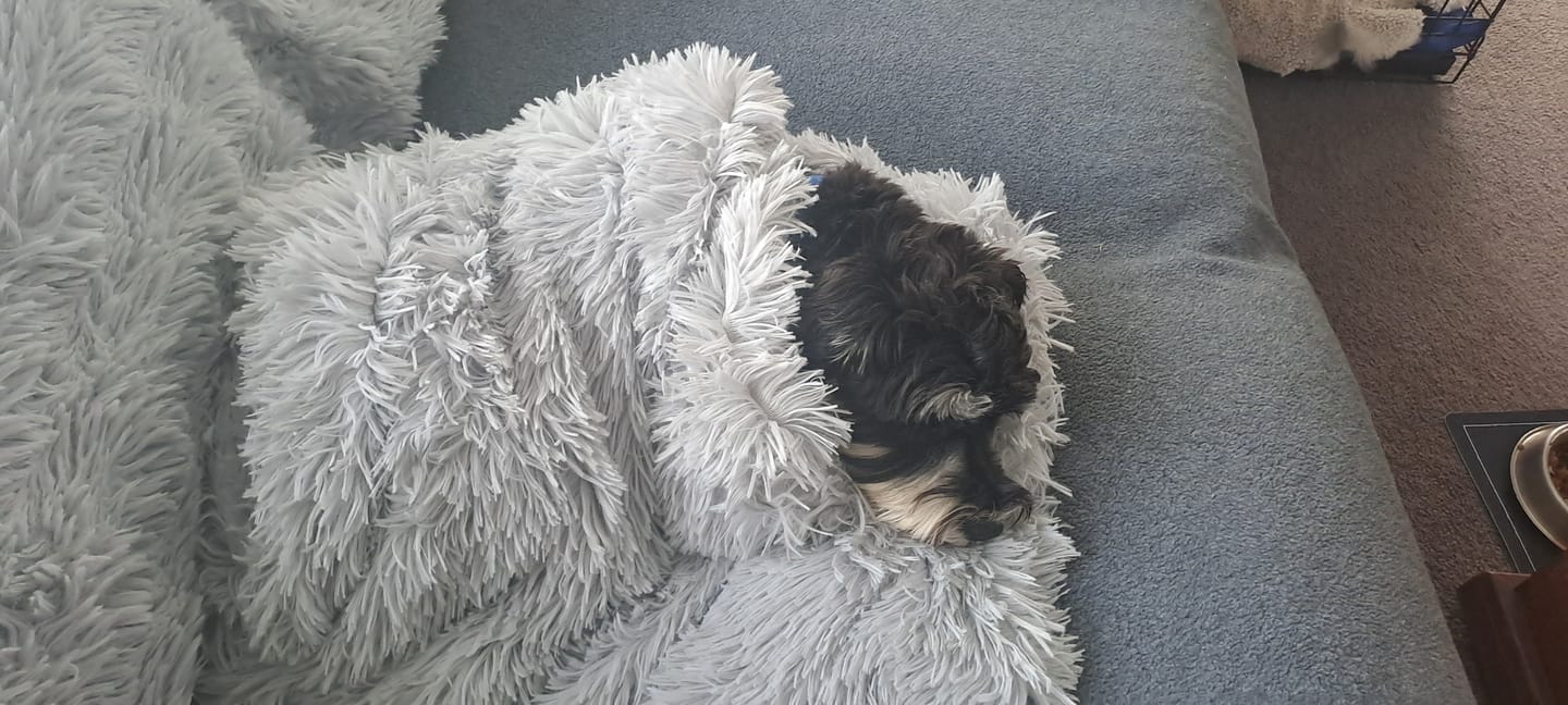Customer photo review of Matching Calming Blanket