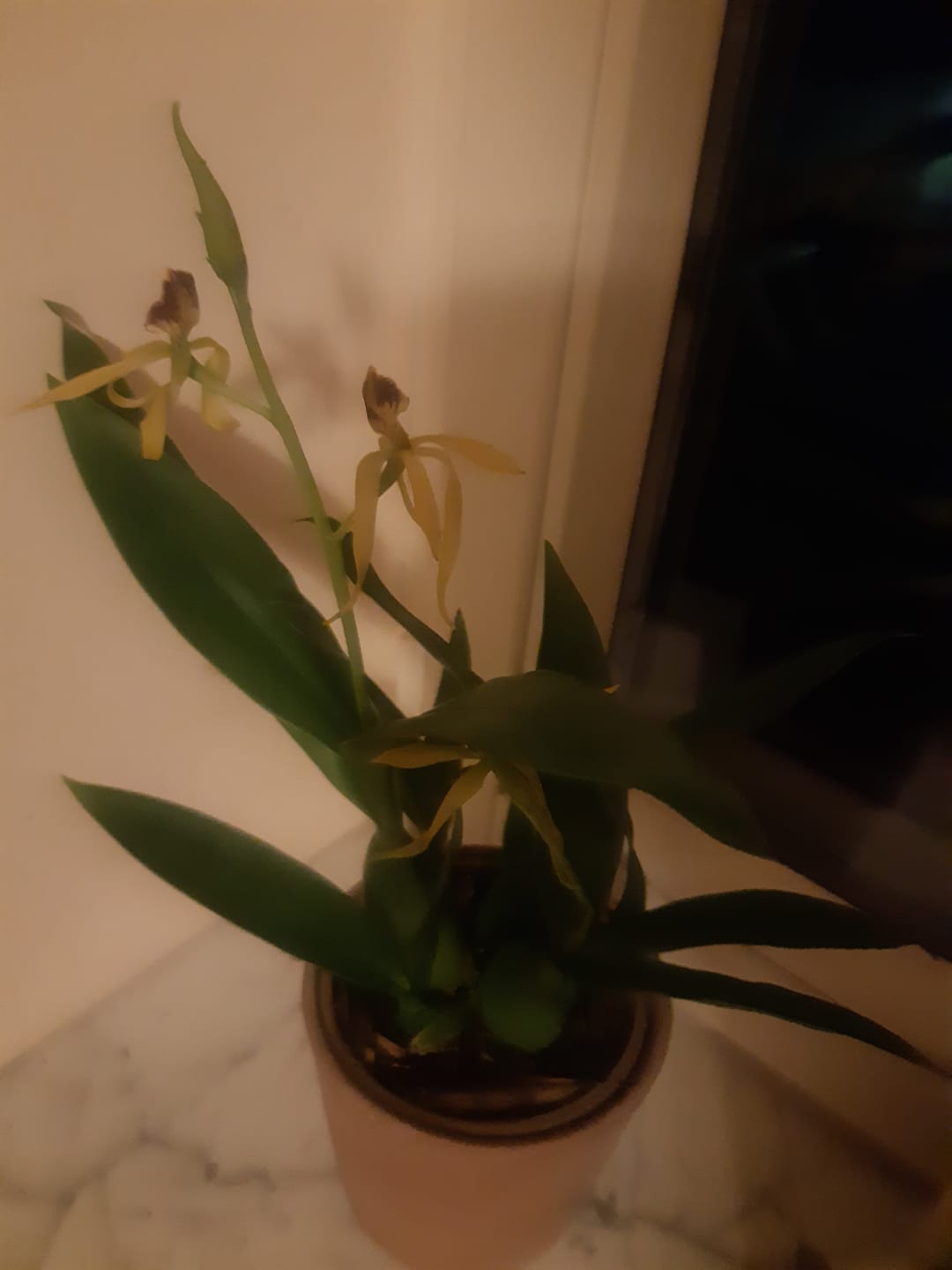 Customer photo review of Encyclia Jasper mit orange-gelben Blüten