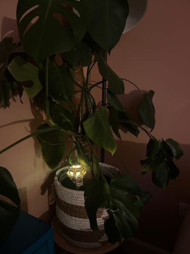 Customer photo review of Woodland Outpost