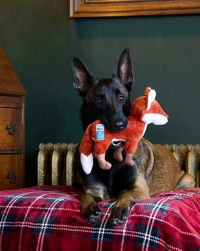 Customer photo review of Clean Earth Plush - 100% Sustainable