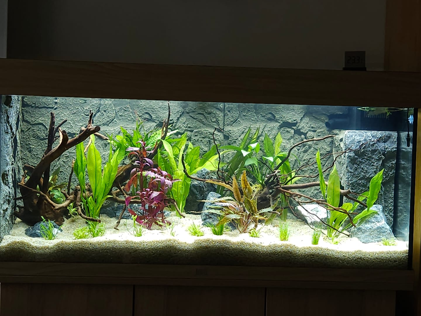 Customer photo review of Aquarium Rio 180 LED Chêne Équipé JUWEL - 180L