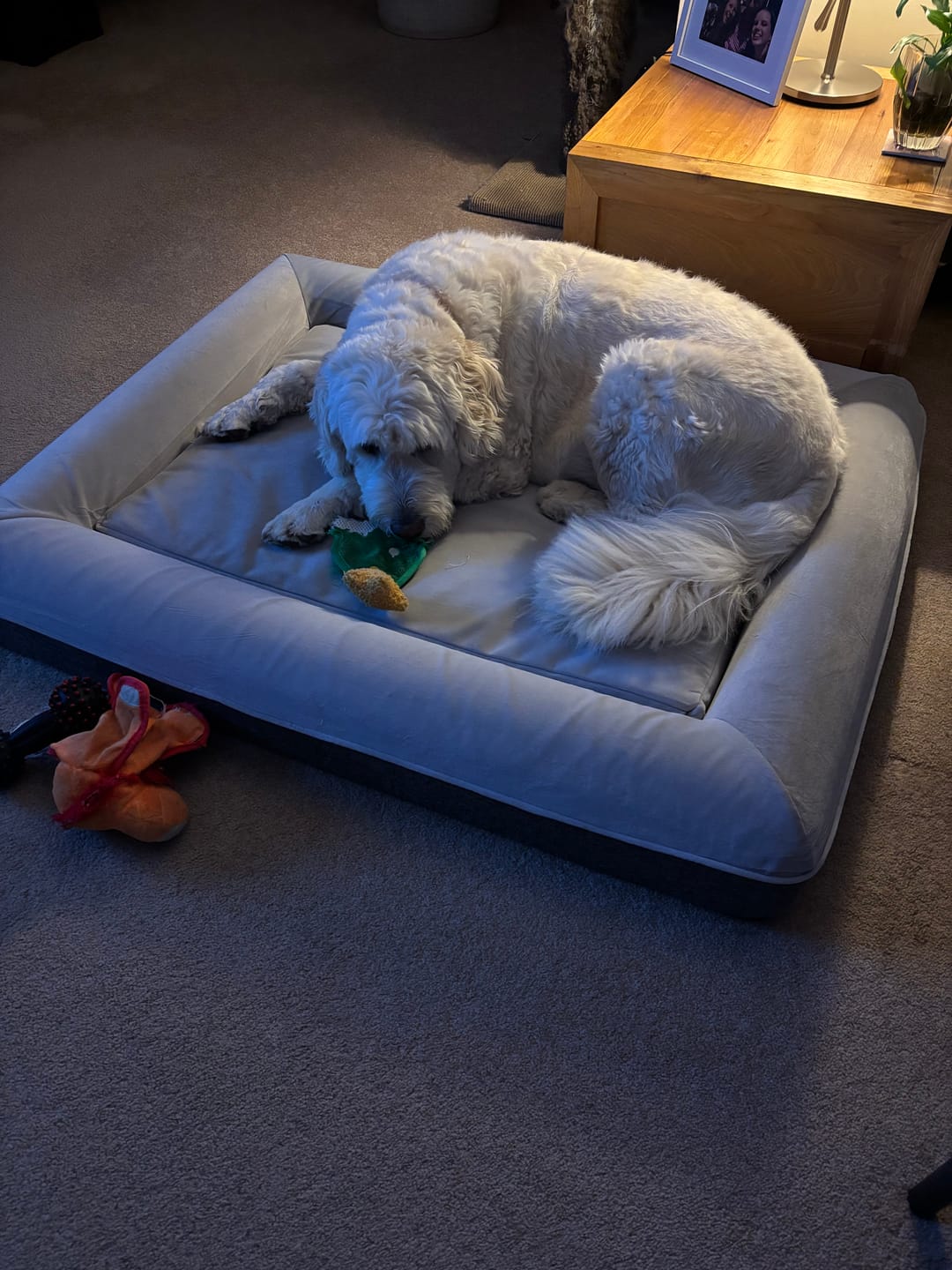 Customer photo review of Kangaroo Bed - Large