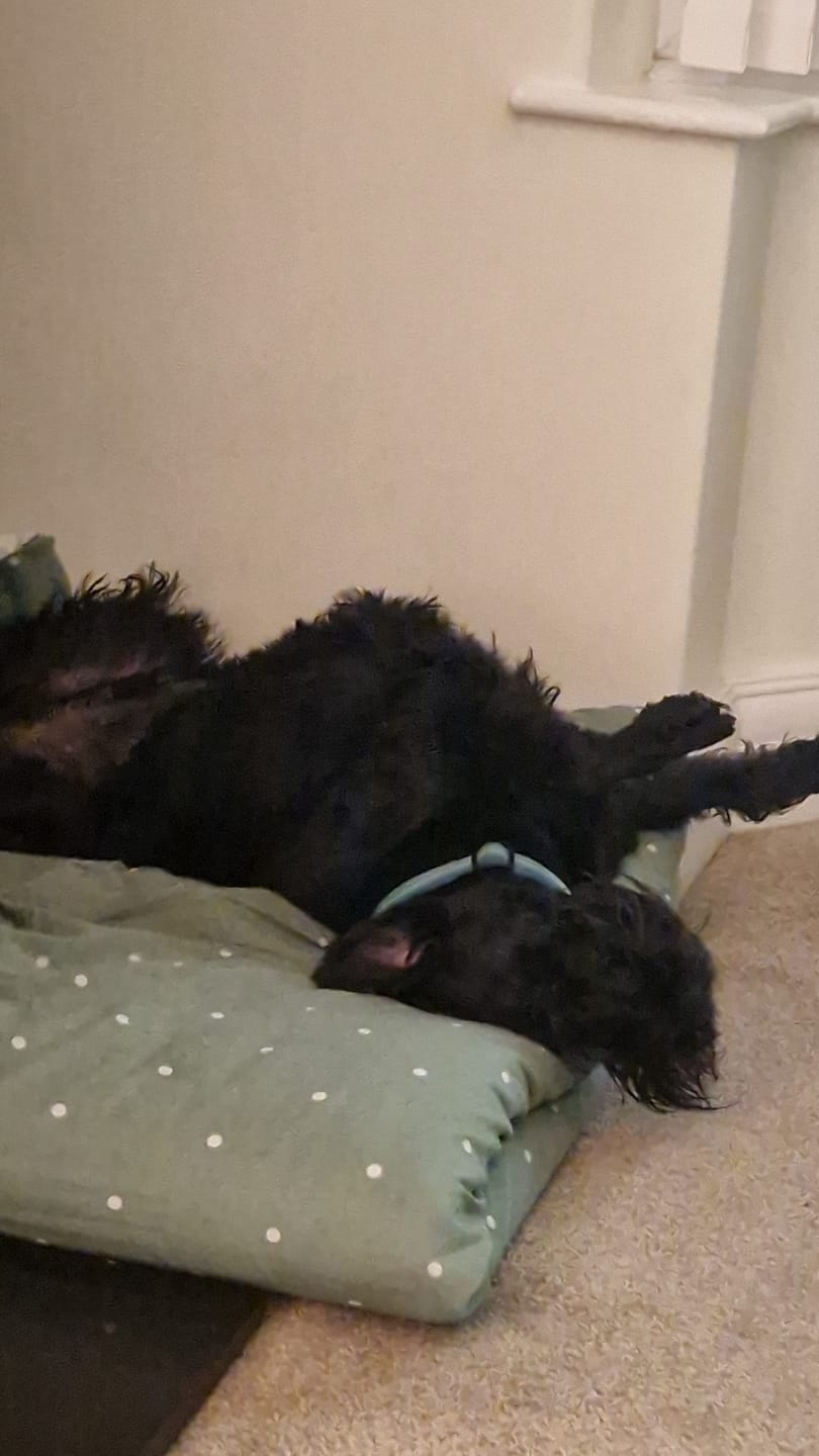 Customer photo review of Dog Spray