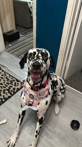 Customer photo review of Trail & Glow® Dog Harness - Candy Floss