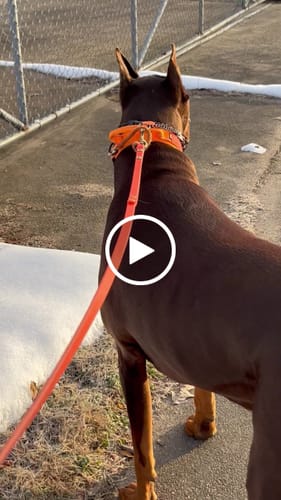 Customer video review of Metal-Buckle Tactical K9 Dog Collar With Hook & Loop Panel & Top Handle