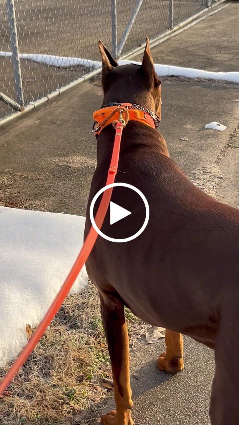 Customer video review of Metal-Buckle Tactical K9 Dog Collar With Hook & Loop Panel & Top Handle
