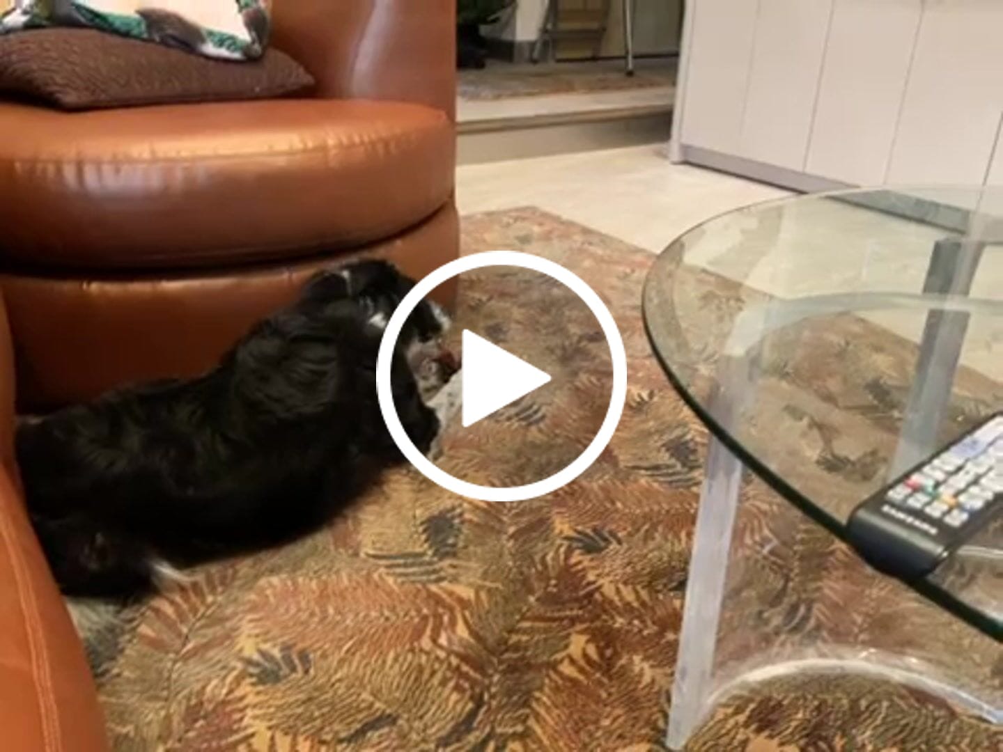 Customer video review of Power Bully Sticks - 12 Inch