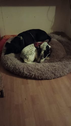 Customer photo review of Puppery Hundebett Wolke 7 - Das Original