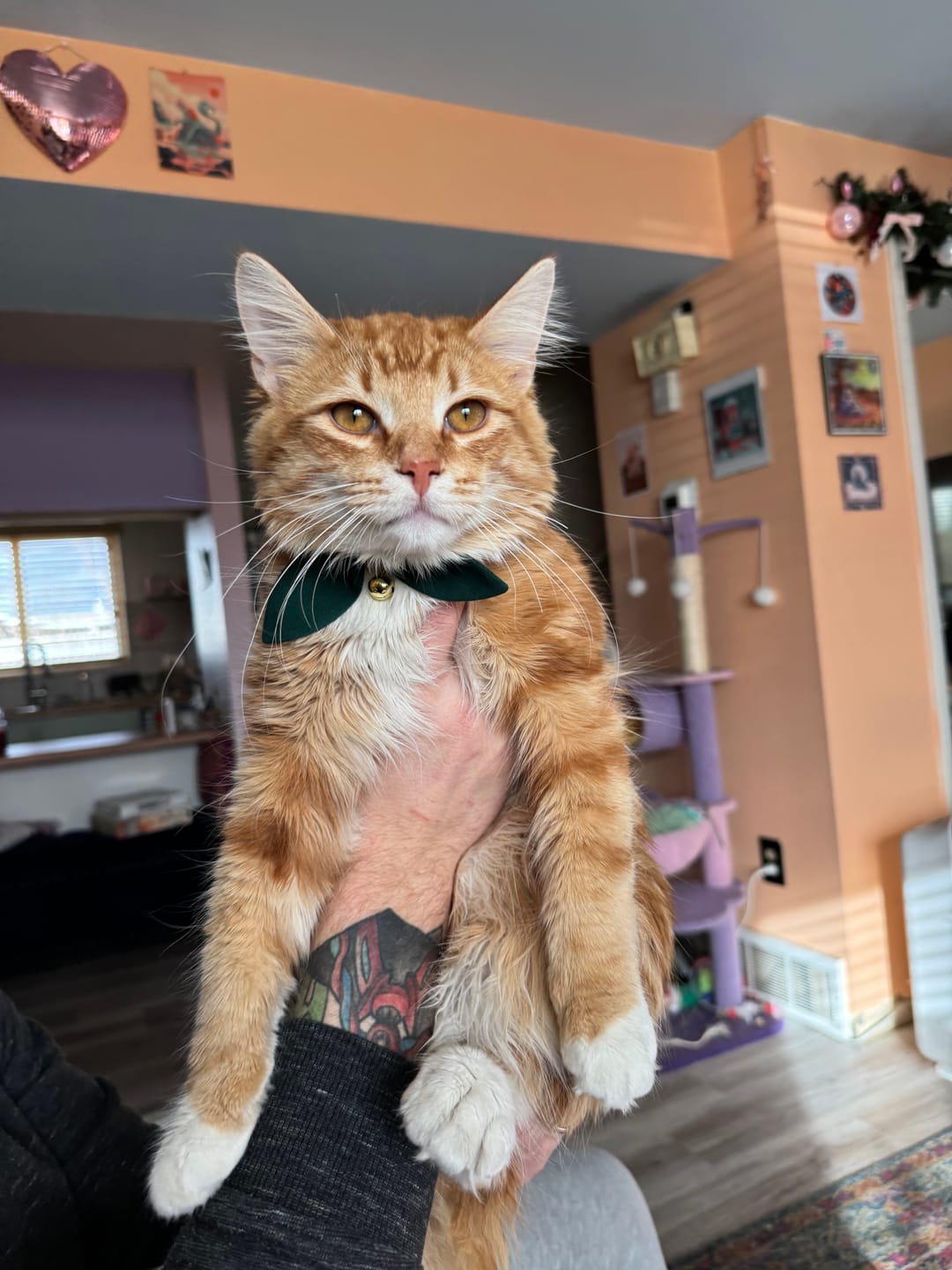 Customer photo review of Forest Green Bow Cat Collar