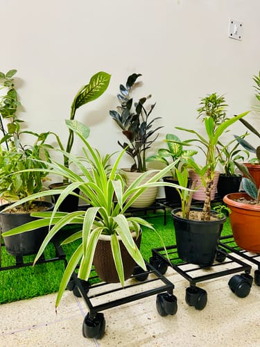 Customer photo review of United Crafts Rozy Wheel Pot Stands for Planters