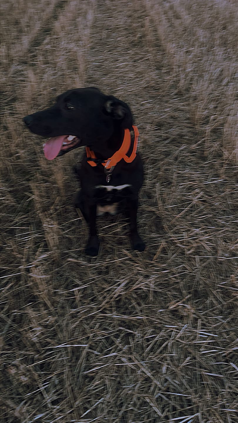Customer photo review of 4cm Combat® Collar | Handle & Rated Clip - Orange
