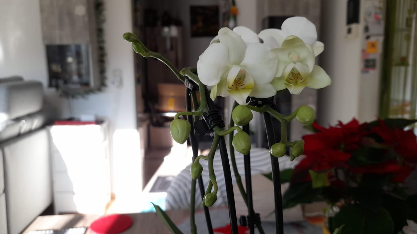 Customer photo review of Table Dance Wasserfall Weiß mit 2 Rispen inkl. Keramik