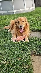 Customer photo review of Pfoten Wiese - Interaktives Hundespielzeug