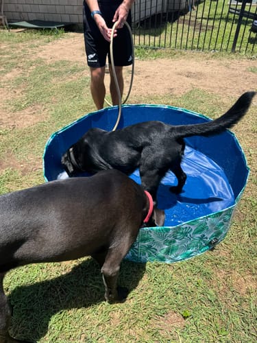 Customer photo review of PaWz 100cm Portable Dog Swimming Pool and Bath Tub