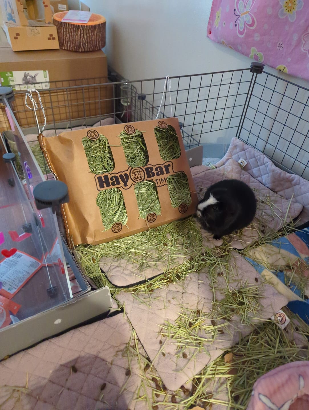 Customer photo review of Subscription Timothy Hay Bar for Guinea Pigs (5 Pack)