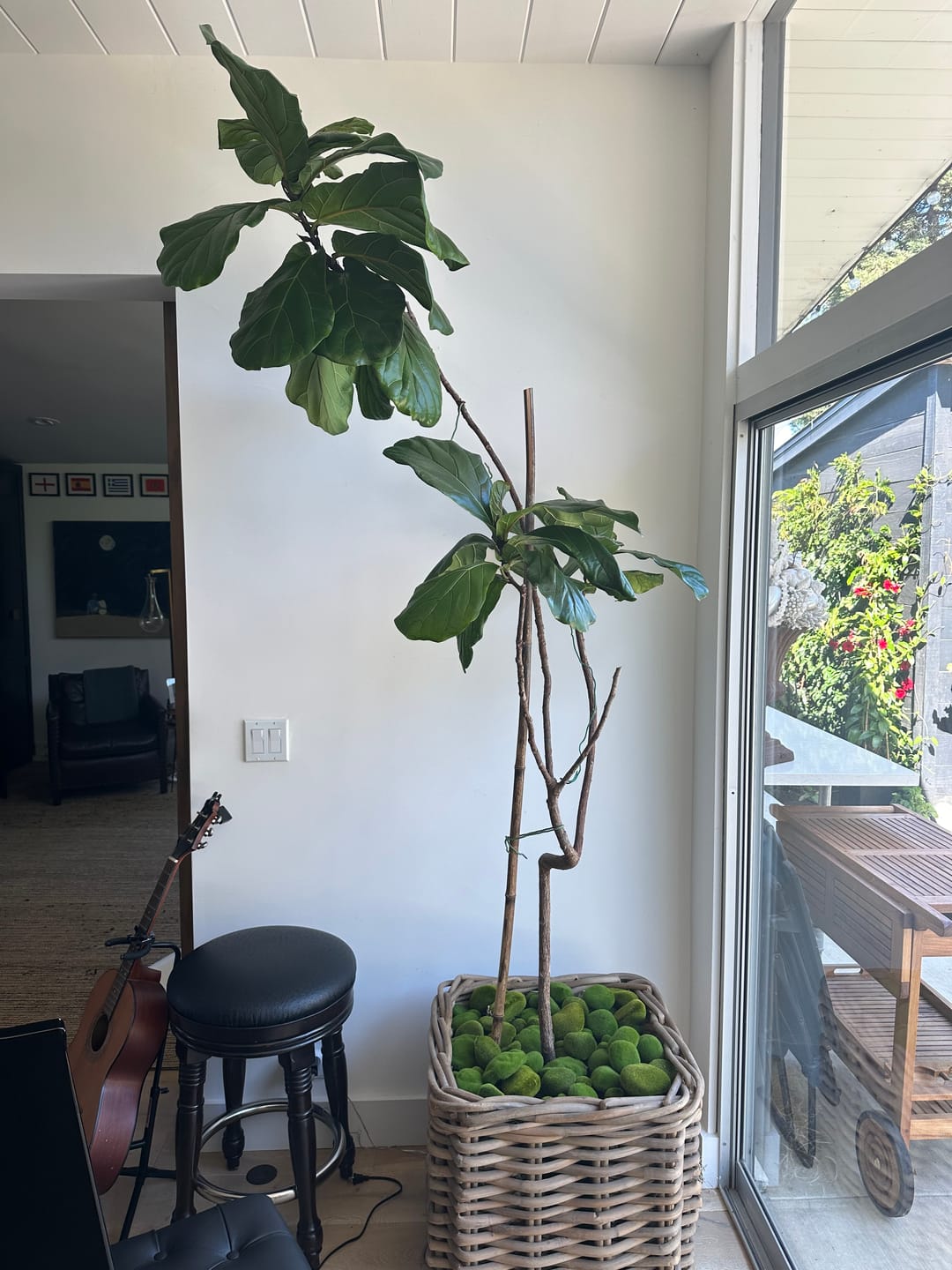 Customer photo review of Fiddle Leaf Fig Guide