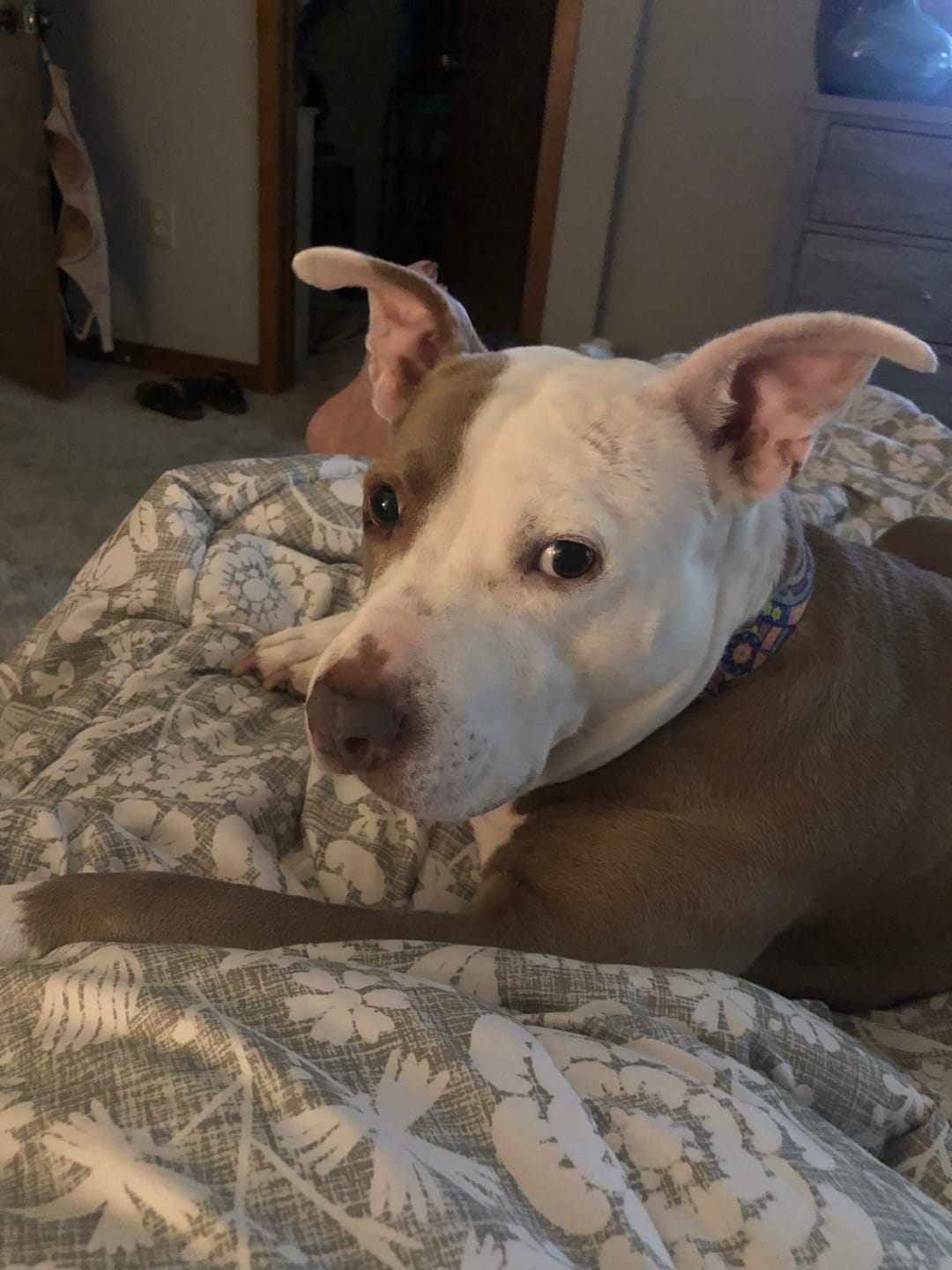 Customer photo review of Dog UTI & Kidney Support Remedy