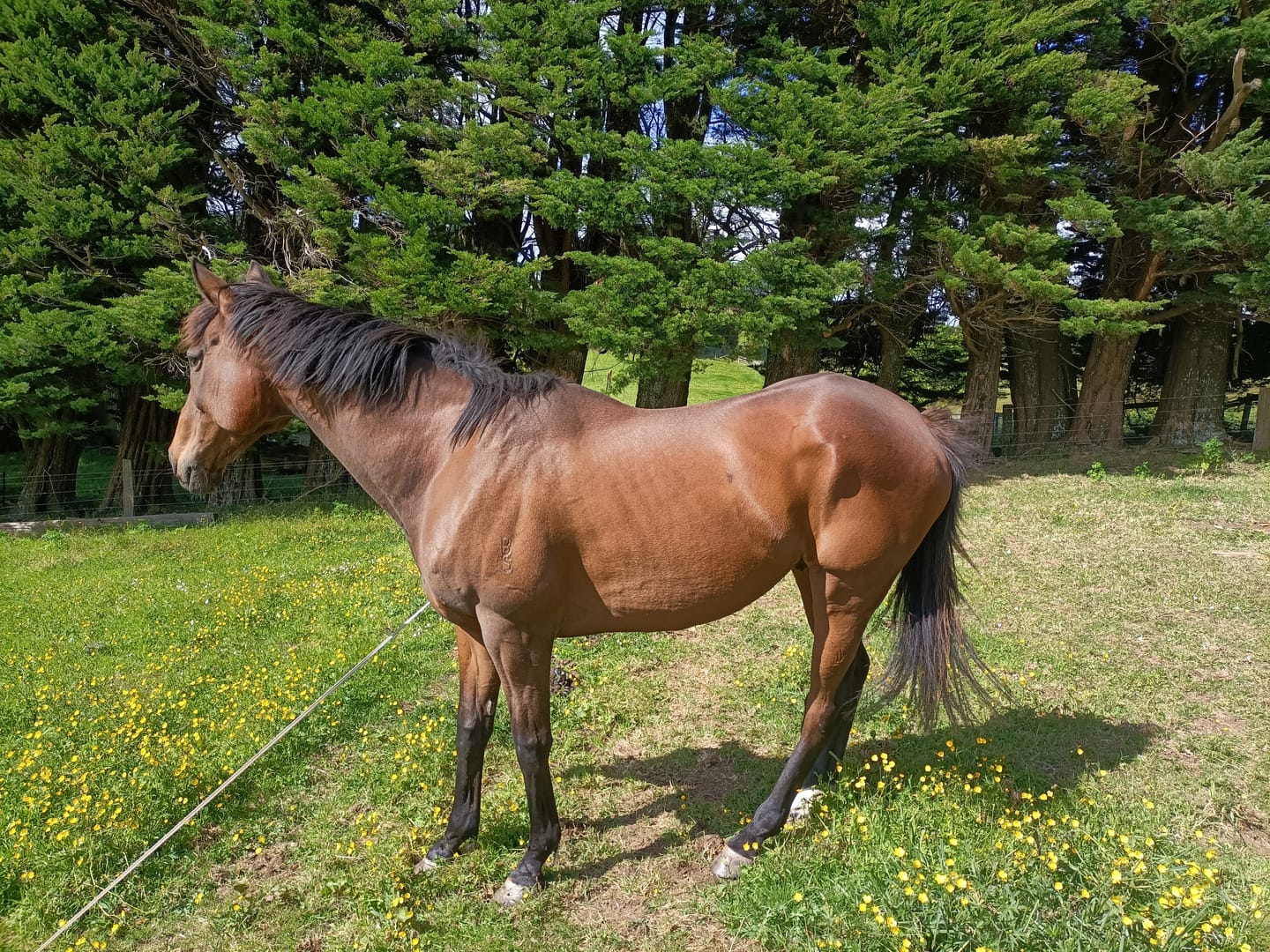 Customer photo review of Digestive VM - Equine Minerals & Vitamins