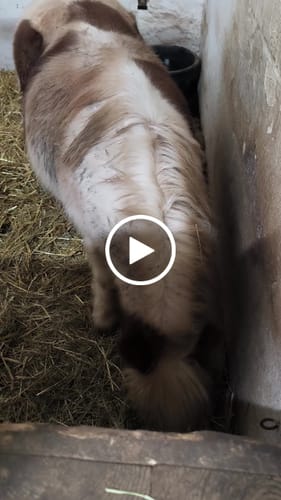 Customer video review of Strotonin Horse Support