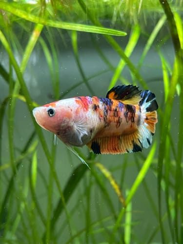 Customer photo review of Koi Nemo Female Betta Fish Sorority | Successful Sorority Pack