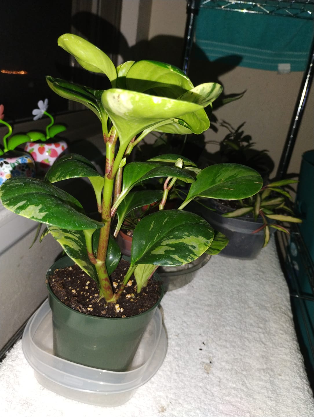 Customer photo review of Peperomia obtusifolia 'Marble'
