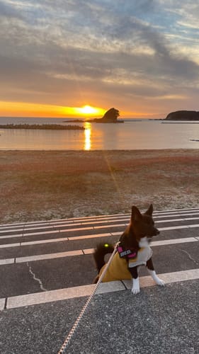 Customer photo review of FunFunPet 高機能ハーネス（お名前タグ作成サービス付き）